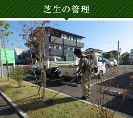 芝生の管理