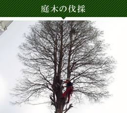 庭木の伐採